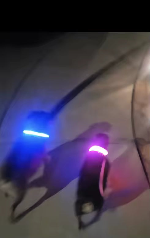 Led High Visibility Pet Collar
